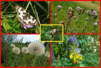 trochę przyrody :-)