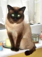 Wszystko zaczęło się od KUBUSIA- kilka tyg. temu odszedł do kociego nieba, miał ponad 18 lat...