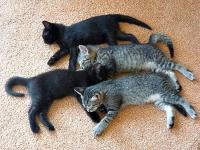 KUBA i ZUZA mieli czwórkę dzieci- same kocurki