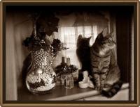 ZUZA- kochana pręgusia...