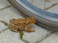 ŻABKA ROWEROWA.. mała ślicznota;-)))