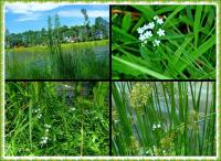 PIELGRZYMKA PRZYGODY NA GÓRĘ WITOSŁAWSKĄ...