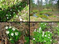 KWIECIEŃ TO SEZON NA ZAWILCE