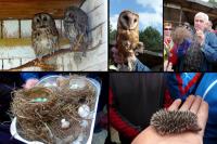 "Ptasi Azyl" w Ostrowie; na dłoni pana JANUSZA widzimy 4- dniowego jeżyka... 