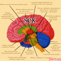 mózg mężczyzny... taaaaa....