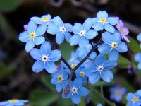 to sa kwiatki z bajki!!!