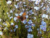 Rosna nad potoczkiem,