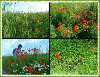 PIELGRZYMKA PRZYGODY NA GÓRĘ WITOSŁAWSKĄ...