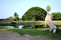 A to cudaczek z Tajlandii- nikt nie wie czy to krowa, koza a może pies? ;-)))) fot. Kamil Podsiadło