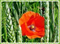 PIELGRZYMKA PRZYGODY NA GÓRĘ WITOSŁAWSKĄ...