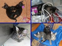 Rozrabiały ile wlezie a zwały sie tak: GADŻET, BORUTA, JOHNY ZWANY CIENIEM oraz ZOZOL