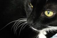 Wspaniały kot... są powody do mruczenia...