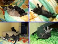 KUBUŚ też byl dobrym, opiekuńczym ojcem a kocięta były cudowne;-))