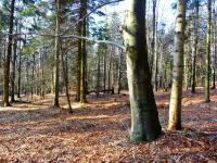 Uroda puszczy jodłowo- bukowej w rezerwacie SZCZYTNIAK