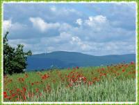 PIELGRZYMKA PRZYGODY NA GÓRĘ WITOSŁAWSKĄ...