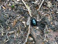 Po drodze spotkaliśmy żuka... czyżby szedł do biedronki w odwiedziny???;-)))))