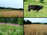 Mijaliśmy nawet byka