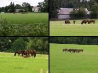 Po drodze, tuż pod Oblęgorkiem, mijamy pasące się konie