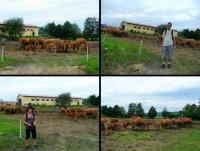 A tu ferma krów- jaka to rasa???