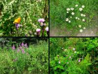 Okazy fauny i flory...