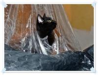 Jeszcze raz CZARNA, tym razem jako kot remontowo- budowlany;-))