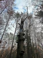 Nie brakowało dziwnych i ciekawych drzew