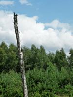 Widzicie ptaszynę???