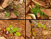 Roślinki pomiędzy kamyczkami