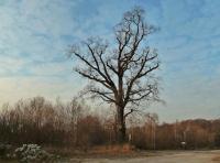 Pomnik przyrody- dąb szypułkowy