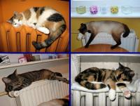 Nie ma to jak wyspać się na grzejniczku... KASIA, KUBA, ZUZA i WEGA