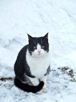 W Hucisku spotkalismy takiego oto kotka