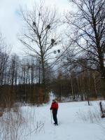 Henryczek pod jemiołą... no no no... ;-)))