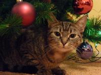 ZUZA w wersji świątecznej