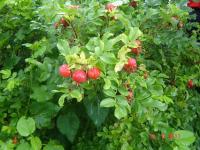 O tej porze roku dzika róża KRÓLUJE