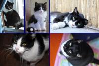 Czarno- biały kotek to jedno z moich nie spełnionych marzeń...