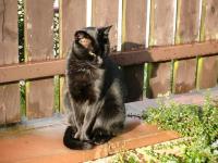 FELIKS to 8- letni kocurek naszego kol. JACKA JOPOWICZA