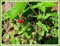 PIELGRZYMKA PRZYGODY NA GÓRĘ WITOSŁAWSKĄ...