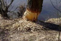 Robota bobra fot. kol. JACEK JOPOWICZ