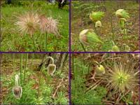 46 Urodziny "Przygody"