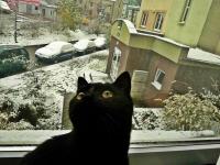 Niedzielny poranek 28 października- mija kotka Czarna zadziwiona tym co zobaczyla za oknem