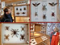 Wystawa motyli i innych owadów- pająki sa urocze, prawda?