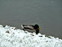 Co to zima?! Zdziwiła się kaczka... ;-))