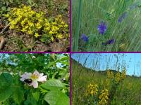 „Przez całe życie z plecakiem…”- wyprawa klubu „Przygoda” śladami dr Mieczysława Orłowicza