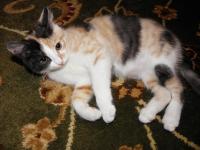 SISKA- to śliczna trikolorka EWY SYPUŁY