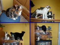 Kocie rozrabiaki- kochane łobuziaki;-)))