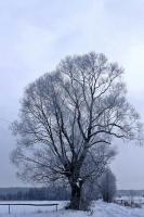 Z Wiernej Rzeki do Piekoszowa- relacja z niedzielnej wycieczki "Przygody" 27 styczna 2013