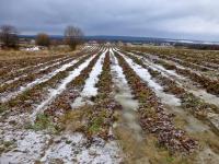 Truskawkowe pole- bardzo mi sie spodobało