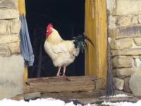 Kogucik w Baczynie- uroczy, prawda? ;-)))