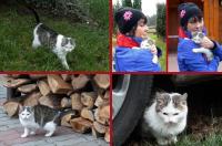 Tradycyjnie uwzględniam koci motyw;-)) 