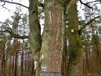 Stare dęby i budka lęgowa dla ptaków